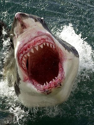 cover image of The Great White Shark